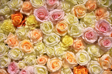 Hundres of roses as backgroundの写真素材