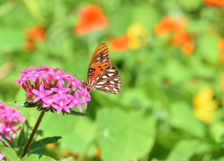 Gulf Fritillary Butterfly also known as Agraulis vanillaeの写真素材