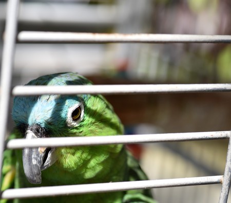 Exotic pet parrot is locked behind gateの写真素材
