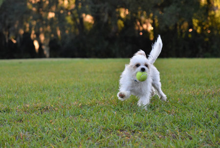 Cute white male maltese puppy playing fetch