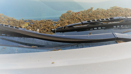 The yellowish-beige, wormlike danglers that are covering cars parked under oak trees and the ground...