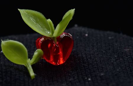 Green leaves are sprouting from a red heart shaped bead depicting that everything grows with loveの写真素材