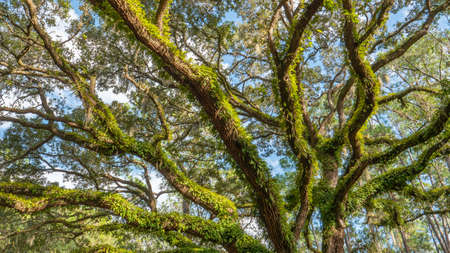 Evening sun ligthing up oak treeの写真素材