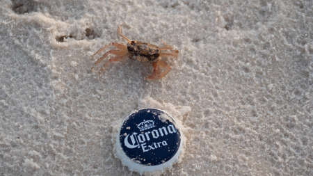 Small Crab moving towards a beer lidのeditorial素材