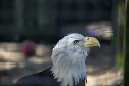 Eagle close up in Captivity with bar shadows
