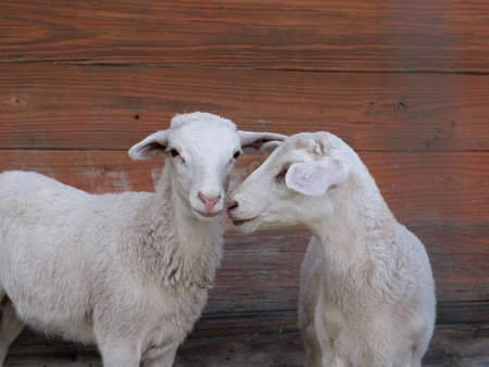 Two extremely cute white lambsの写真素材