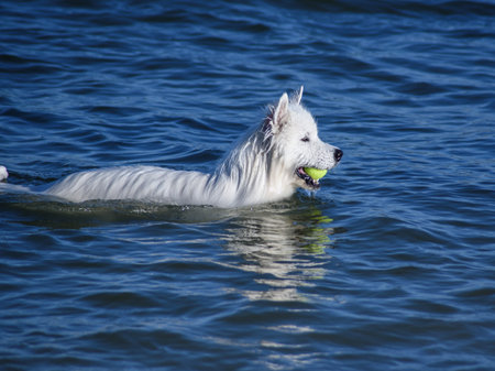 Beautiful white Samoyed dog is fetcing a tennis ball from the seaの写真素材