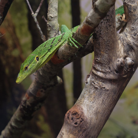 The emerald green tree monitor lizard (Varanus prasinus)の写真素材