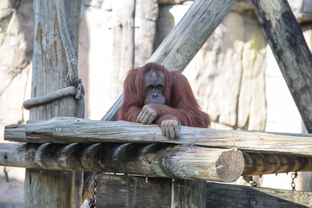 Orangutan is watching the world gone by with deep thoughts