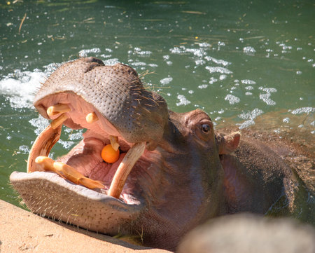 hippopotamus open mouth for feedingの写真素材