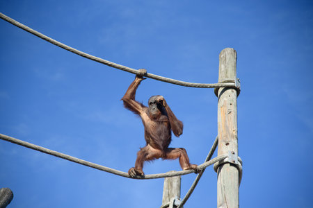 A large Orangutan standing tallの写真素材