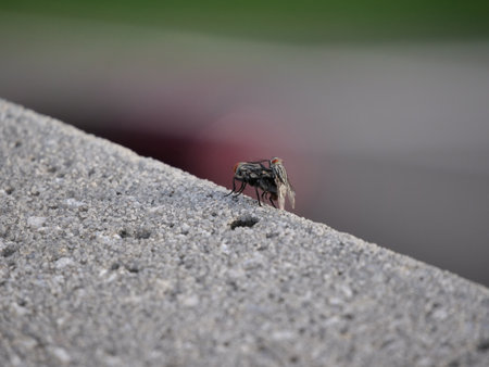 a pair of fliesの写真素材