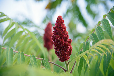 Close-up of Staghorn Sumac (Rhus typhina) in Summer Foliageの写真素材