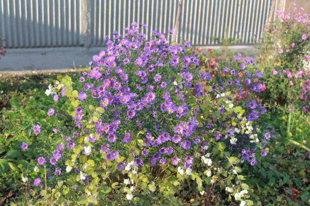 autumn flowersの写真素材