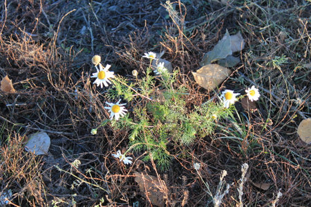 daisiesの写真素材