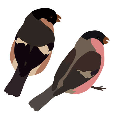 Two painted bullfinches, two birds. small cute birdのイラスト素材