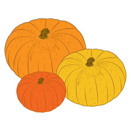 three pumpkins, a dashed image, a contour drawing, autumn vegetablesのイラスト素材