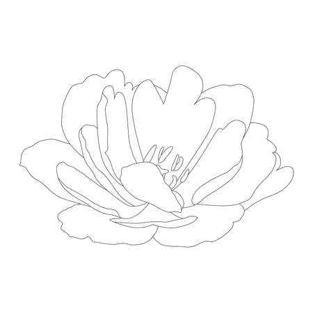 Flower outline, large lush flowerのイラスト素材