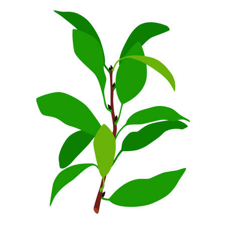 A cherry branch without berries, a tree branch, a green plant.のイラスト素材