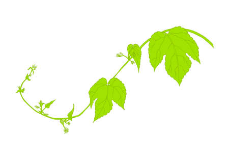 A blooming branch of hops. A hand drawn pictureのイラスト素材