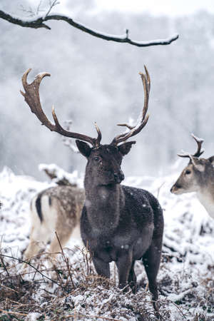 Red deer stag resting in fern on a frosty snowy Sunday winter morning, UK Richmond Parkの写真素材