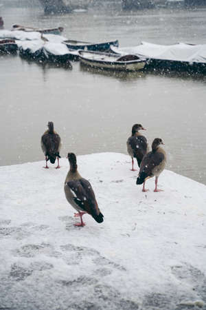 Richmond Upon Thames, London | UK -  2021.01.24: Ducks walking on snow in West London Embankmentの写真素材