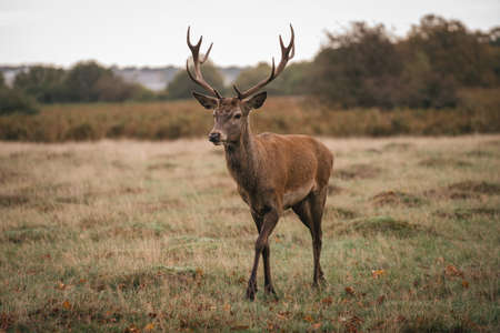 Richmond Upon Thames, London | UK -  2020.10.10: Group of deer in Richmond Park. The largest park of the royal parks in Londonの写真素材