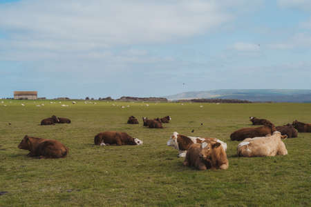 Seaford, East Sussex | UK -  2021.04.04: Seaford Head Nature Reserve View of the COws resting on cloudy morning from the top of the Chalk Cliffs walkのeditorial素材