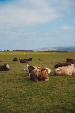 Seaford, East Sussex | UK -  2021.04.04: Seaford Head Nature Reserve View of the COws resting on cloudy morning from the top of the Chalk Cliffs walkのeditorial素材