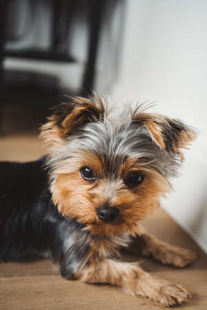 Cute yorkshire terrier puppy sitting on the floor at home in the kitchen