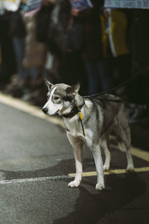 Downing Street, London | UK -  2022.02.25: Ukrainian people protest, thousands gather to demand...