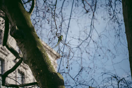 Downing Street, London | UK -  2022.02.26: Parakeet sitting on the branchのeditorial素材