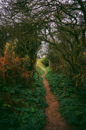 A beautiful path that leads through sand dunes in western Jersey backing the southern end of St Ouen's Bayの写真素材