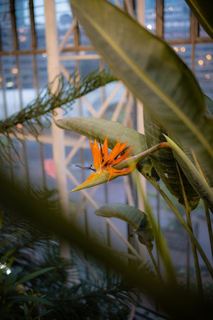 The views inside the Barbican Conservatory Glass-roofed, leafy sanctuary features tropical plants and trees, birdlife and exotic fishの写真素材