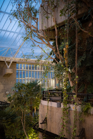 The views inside the Barbican Conservatory Glass-roofed, leafy sanctuary features tropical plants and trees, birdlife and exotic fishの写真素材