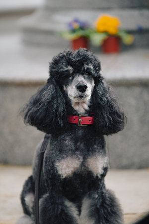 London - UK - 2025.02.22: Dogs at demonstration marking the third anniversary of Russiaâs full-scale invasion of Ukraineの写真素材