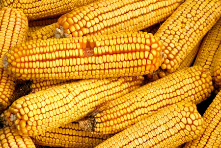 Dried Corn on the Cob