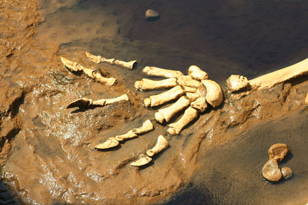 Prehistoric Predator Clawsの写真素材