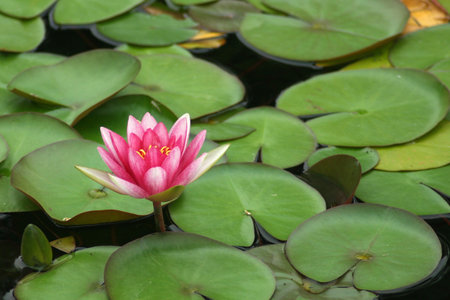 Pink Water Lily and Lily Padsの写真素材