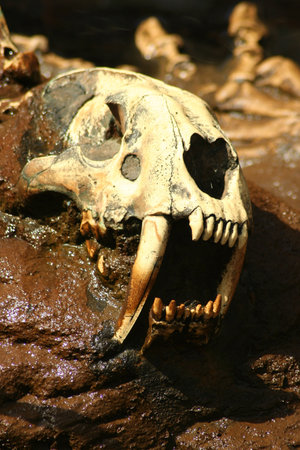 Saber Tooth Tiger Skullの写真素材