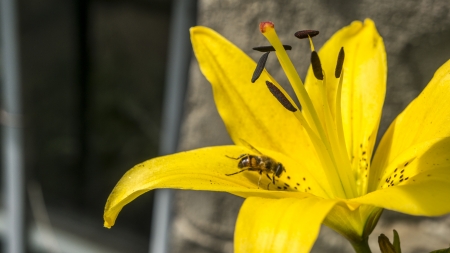 pollinationの写真素材