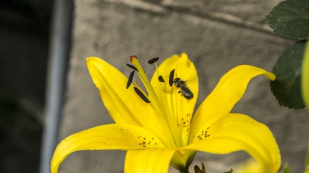 pollinationの写真素材