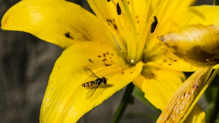 pollinationの写真素材