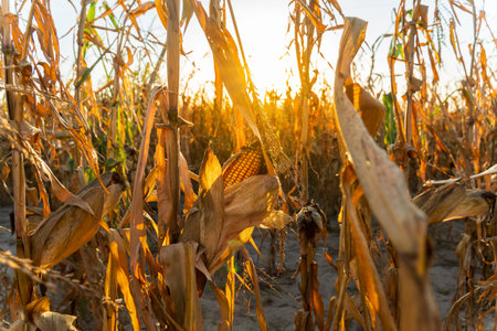 A vibrant cornfield glows under the warm light of sunset. Dry corn stalks tower above, indicating the nearing harvest season in the countryside.の写真素材