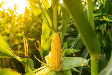 A corncob grows on a stalk. A ripe ear of corn grows in a field at sunset. Agro industry.