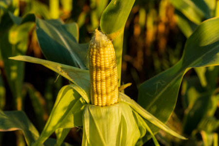 A mature corn ear stands prominently among lush green leaves, soaking up the warm summer sunlight in a rural countryside setting, showcasing agricultural abundance.の写真素材