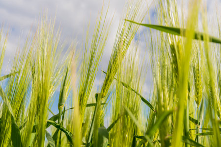 Tall green wheat stalks sway softly in the breeze, illuminated by sunlight under a partly cloudy sky. This rural setting captures the essence of nature's beauty.の写真素材