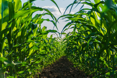 Rows of vibrant corn plants reach toward the sky under a bright sun in late spring, highlighting the healthy growth and lushness of the agricultural field.の写真素材