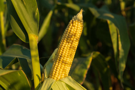 A close-up view of a ripe corn ear standing prominently among vibrant green leaves, illuminated by warm golden sunlight at dusk.の写真素材
