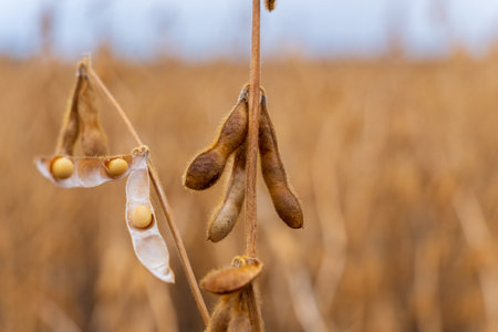 Soybeans are visible inside their pods, which are attached to a stalk in a field of soybean plants. The pods are brown and the beans are white.の写真素材
